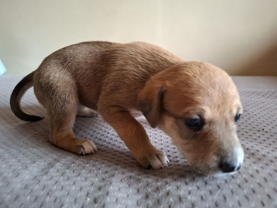 Две девочки ищут хозяев