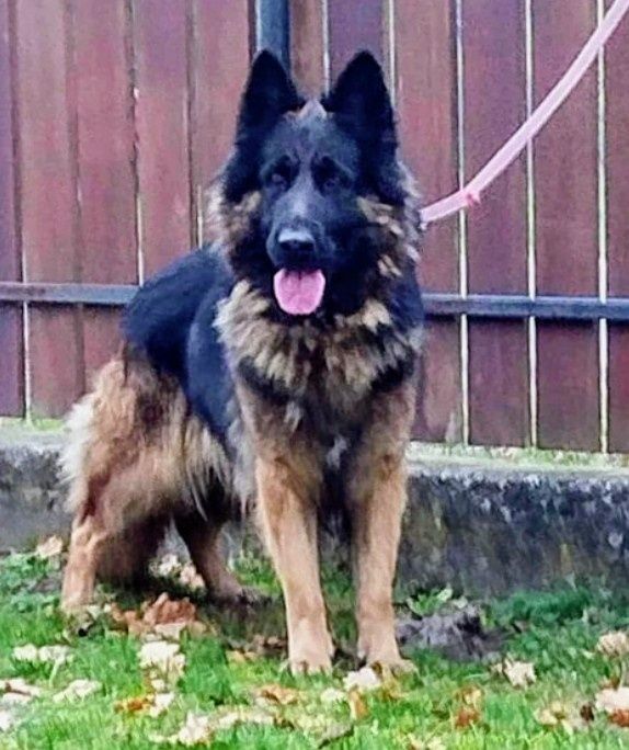 Czarny owczarek niemiecki