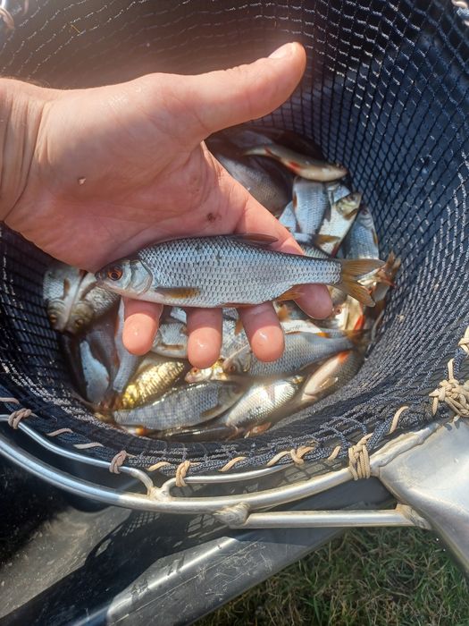 Amur narybek/kroczek. Tolpyga , Lin , Karp , Jesiotr.