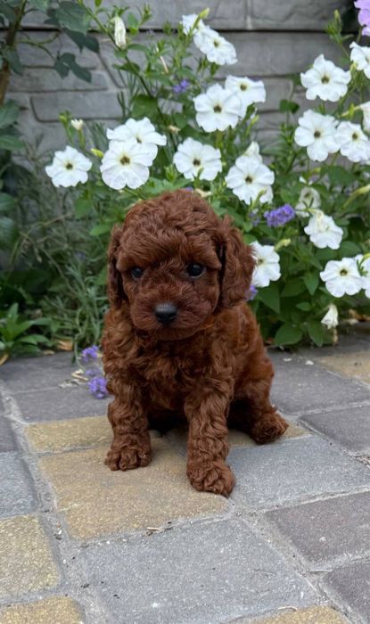 Toy poodle red brown mini дівчинка пудель
