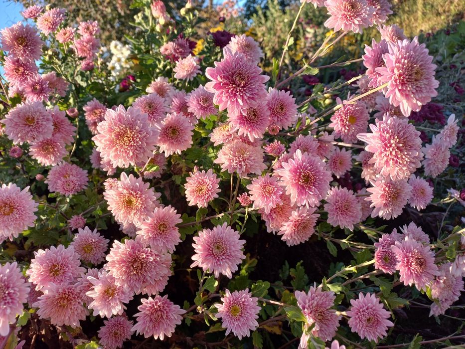 Хризантема гілячкова