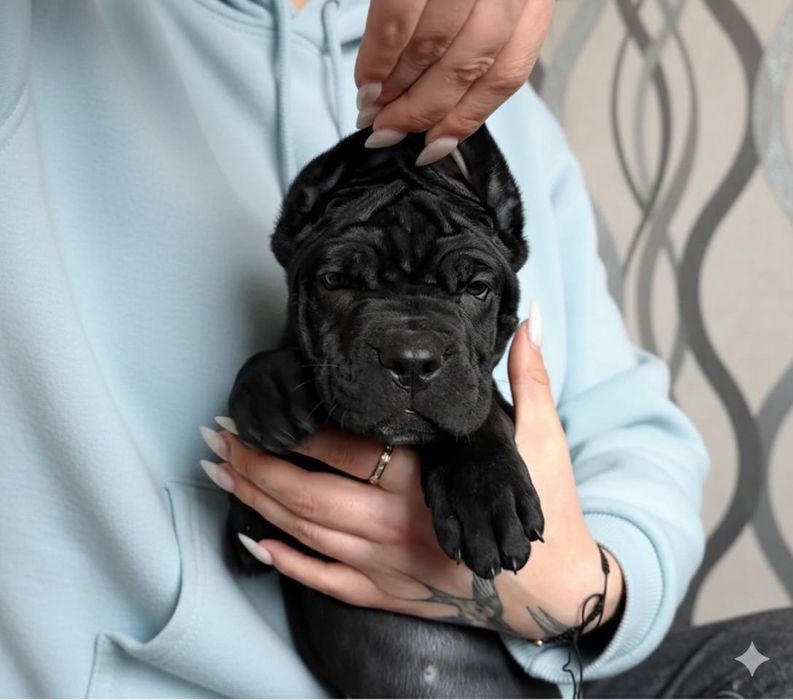 Сім Чорних Дівчаток Кане Корсо! З красивими, виразними головами! KCY