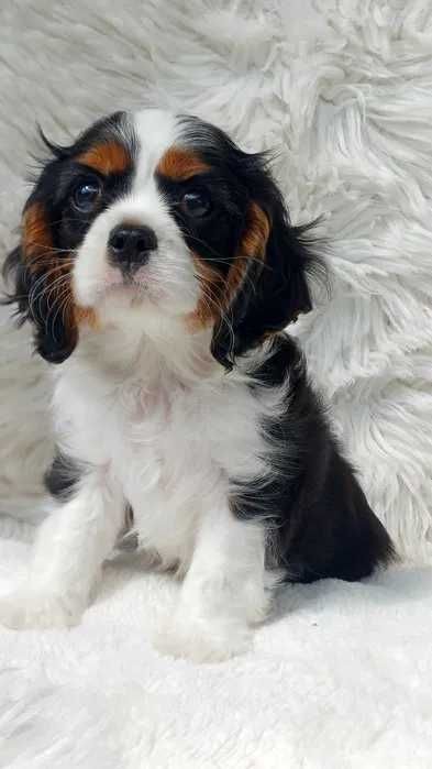 Cavalier King Charles