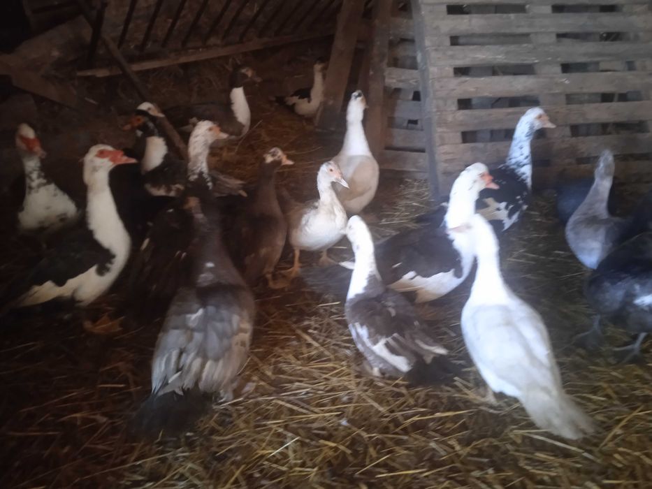 Jaja lęgowe kaczek piżmowych