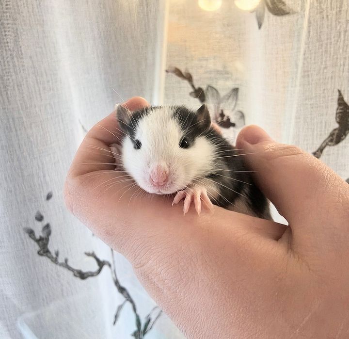 Щурики, пацючки, дівчата, стандарт, дамбо і хаскі