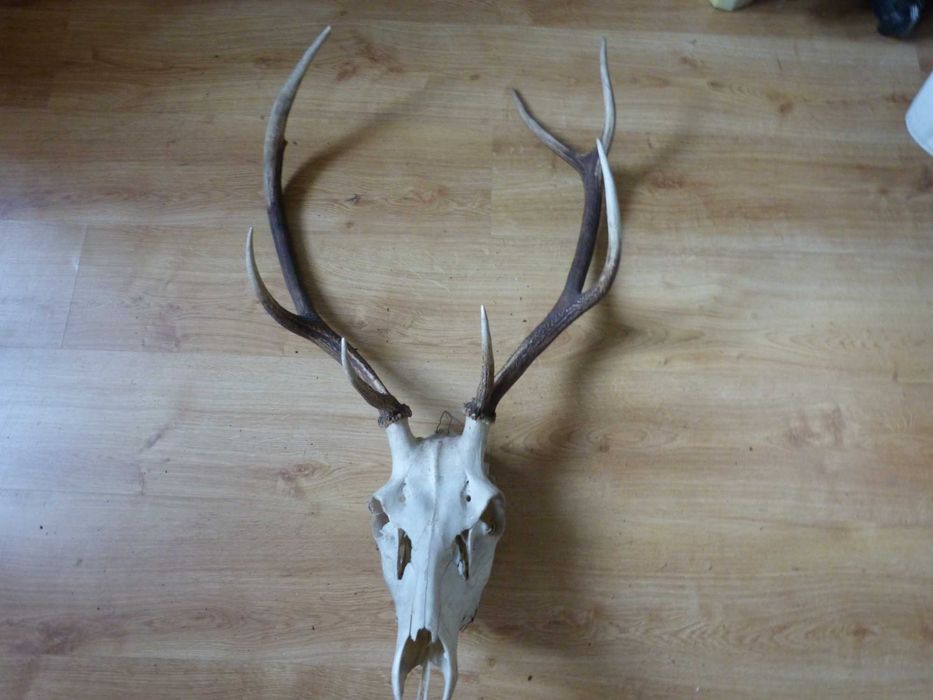 Poroże Byka i kozła sprzedam