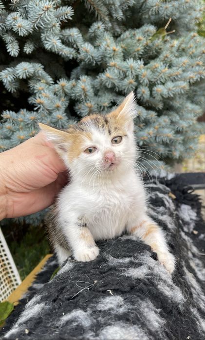 Котята отдам котенок девочка