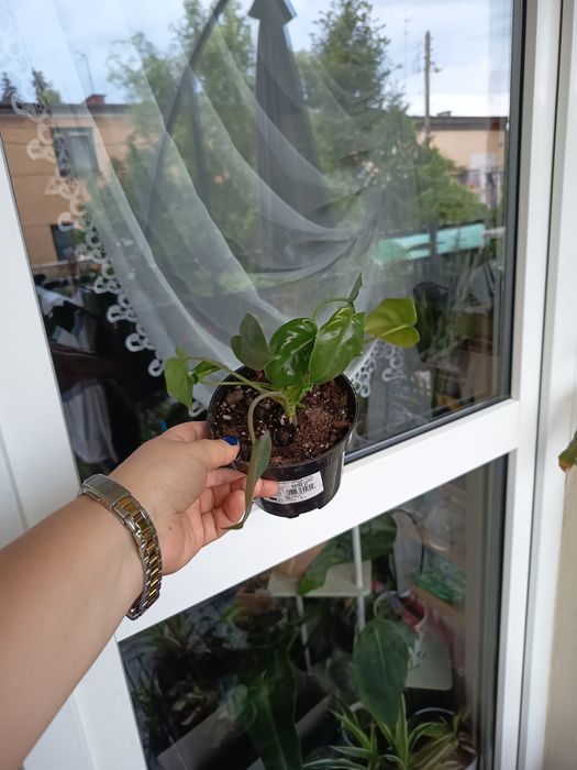 Philodendron butle marx