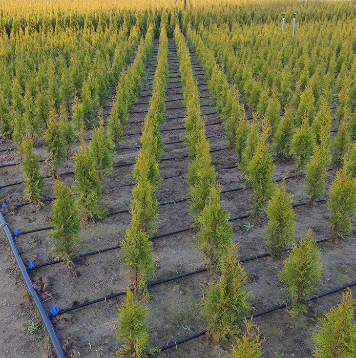 Ель голубая от питомника изелли фастигиата Gold Forest.