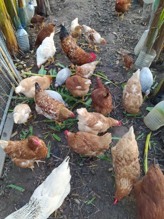 Ovos Galados, Galinhas, do campo.