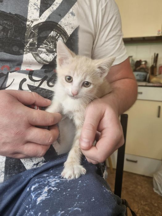 Кошенята в добрі руки