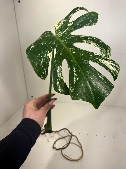 Monstera mint ukorzeniona pędówka