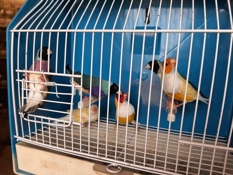 Vogelnest Aus Holz Für Mandarin-Diamanten & Exotische Vögel - 15x12x13,5cm Nistkasten