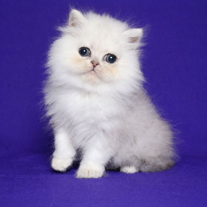 Перс шиншилла серебристая