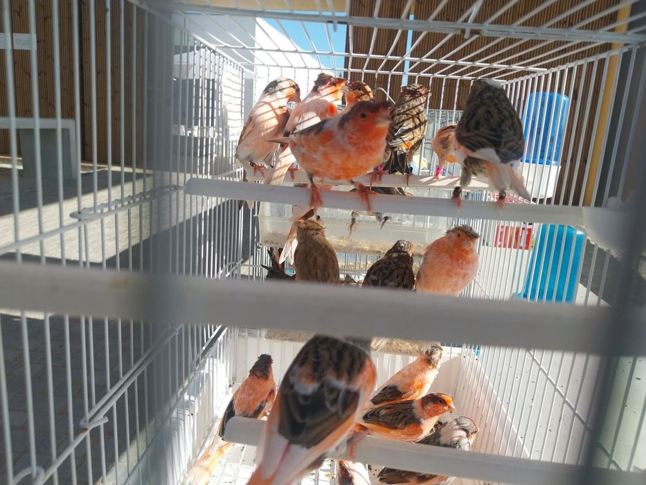 Arlequim português só machos