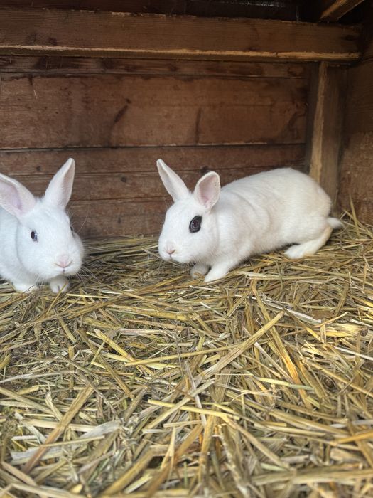 Samce miniaturki młode