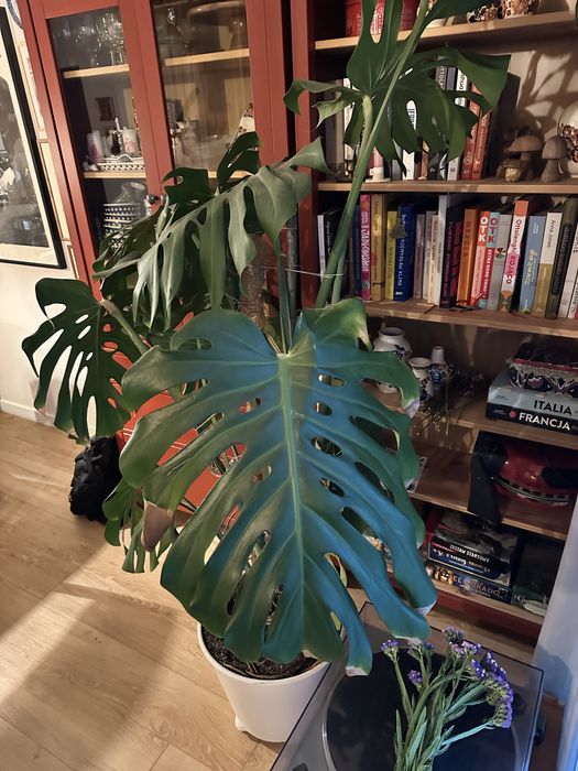 Monstera deliciosa