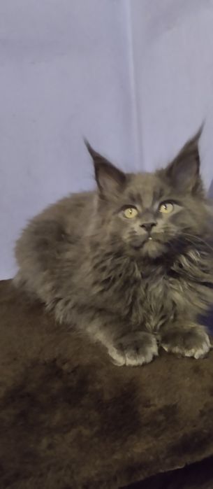 Мейн Кун хлопчик голубий солід  2,5 місяці