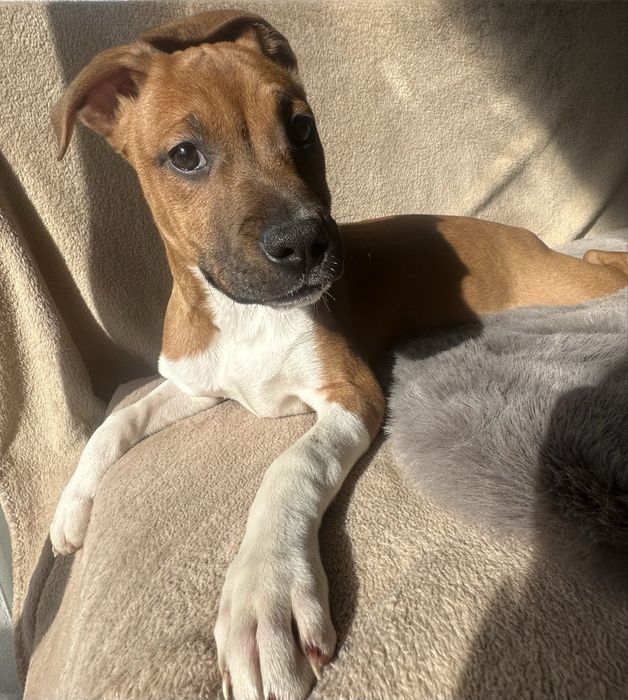 American Staffordshire Terrier amstaff szczeniak z metryką do odbioru