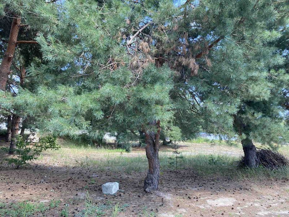 Земельний участок з газом на ділянці, Пилиповичі