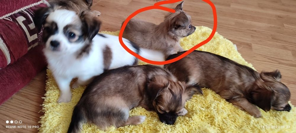 Чихуахуа приглашение на вязку