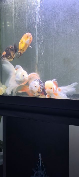Orandas & Ranchus