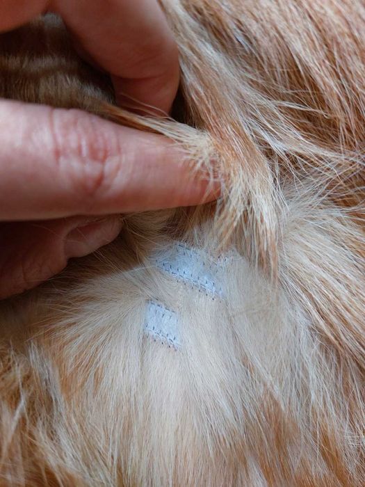 Шуба женская натуральный мех волка фирмы Berghaus 46-48 размер новая