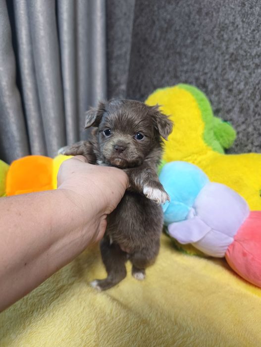 Лиловая девочка чихуахуа длинношерстная