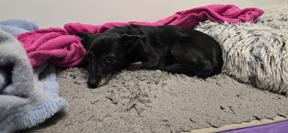 5kg 8lat sunia do adopcji