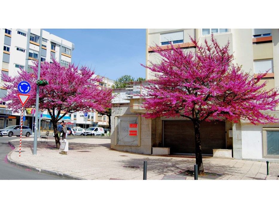 Arrendamento de espaço comercial e/ou Loja