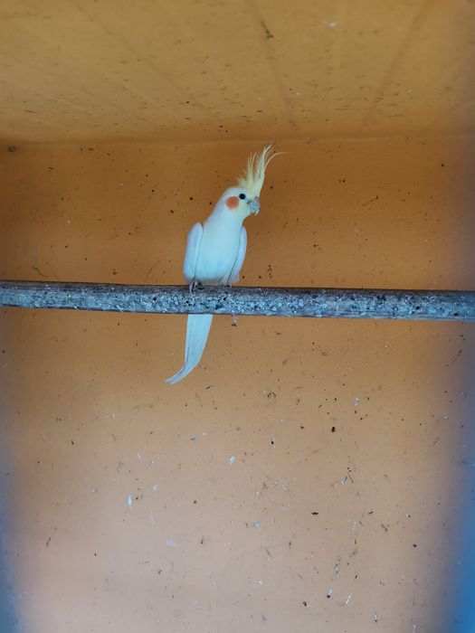 Caturras para venda.