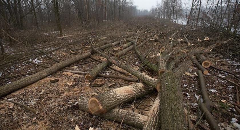 Wycinki drzew, karczowanie działek, przygotowanie terenu pod budowe