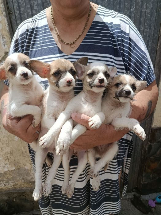 Dão se cãezinhos para Adoção