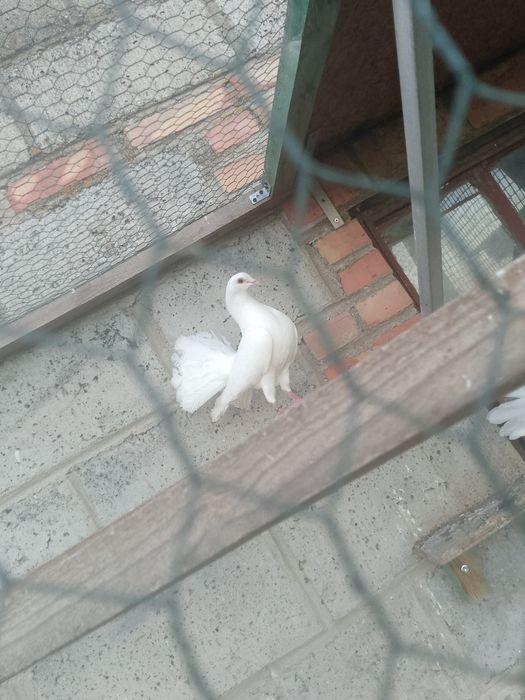 sprzedam gołębie