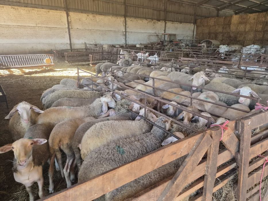 Borregas lacaune e cruzadas de assaf