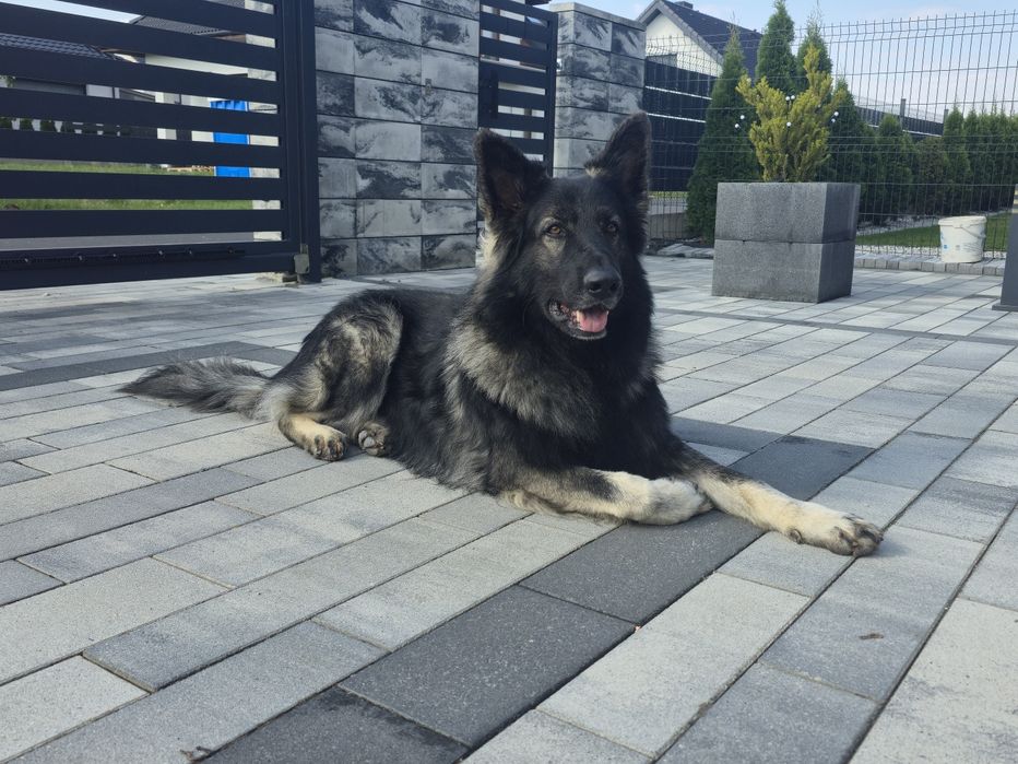 Owczarek staroniemiecki