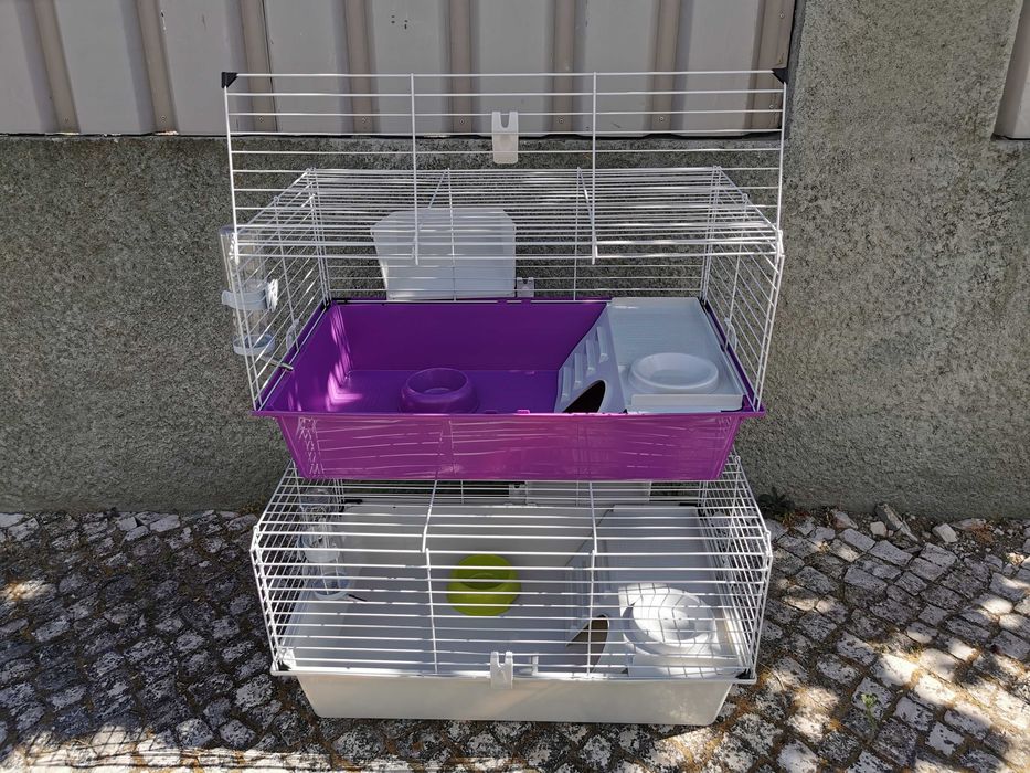 KIT completo coelhos anões angorá, holandês mini e minitoy muito fofos