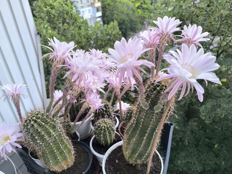 Кактусы взрослые