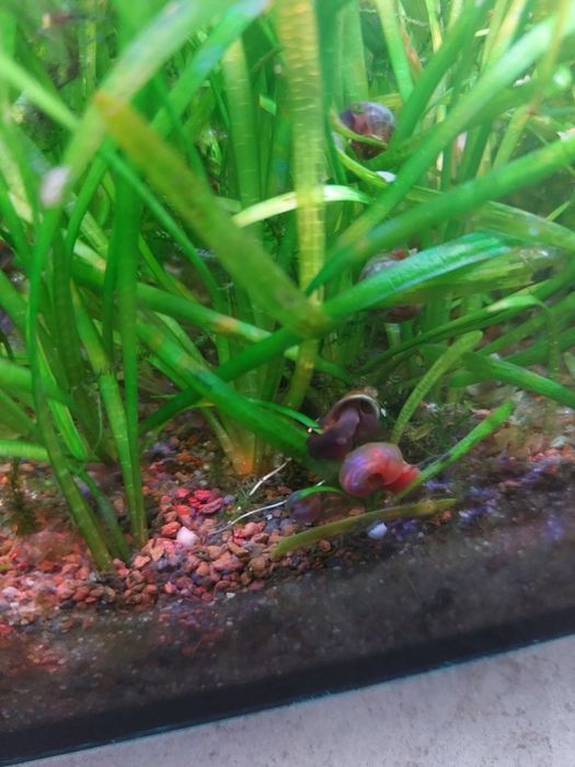 Caracol-Ramshorn