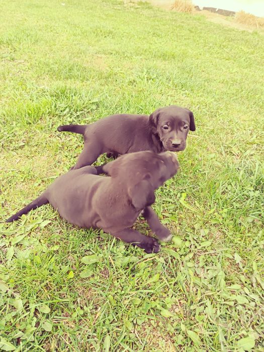 Oddam w dobre ręce 2 suczki