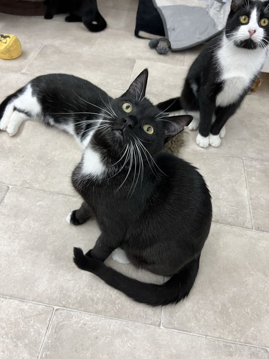 Kokosanka 9 miesieczna kotka