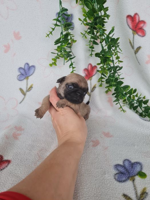 Estupendo menino Pug Carlin Beje de Qualidade