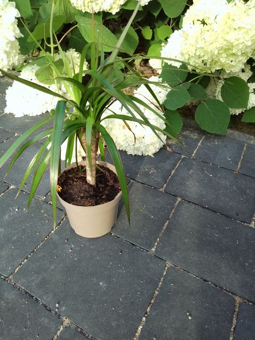 Dracena 2 sztuki trzypędowa i dwupędowa