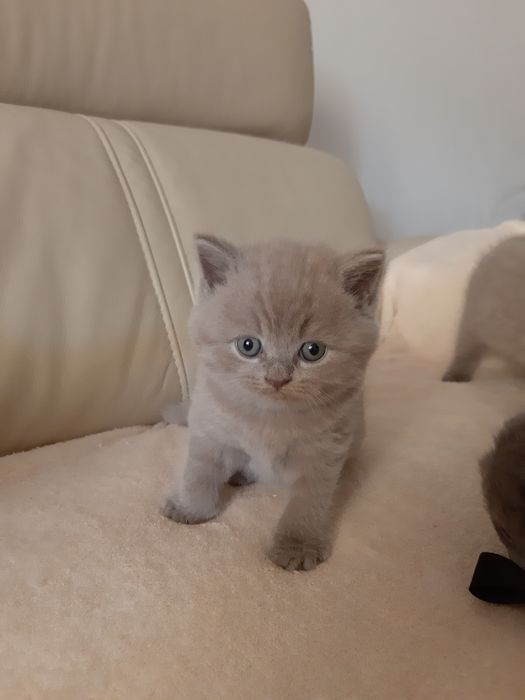 Кошенята британські