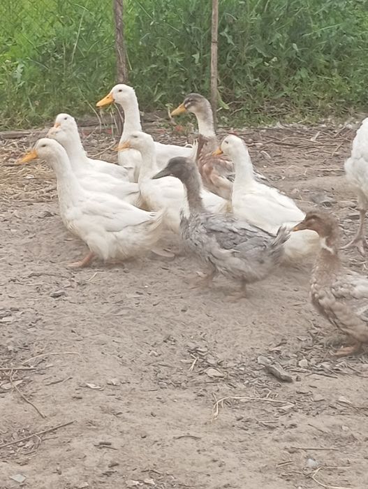 Продаю інкубаційне яйце Пекінської качки