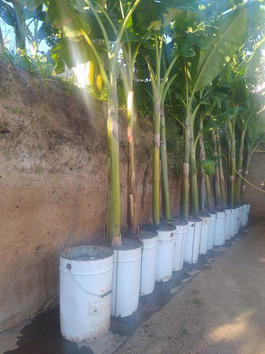 Bananeiras (banana maçã)