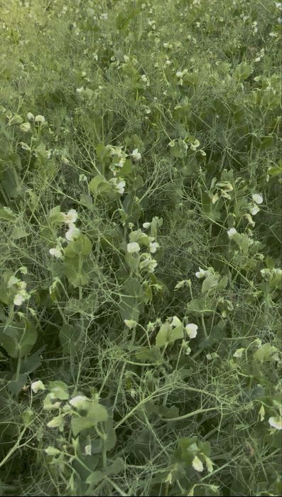 Groch Salamanca zbiór 2025