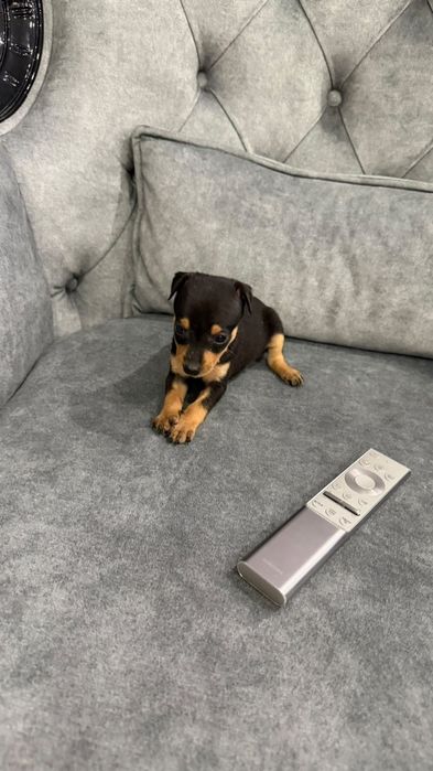 Pinscher miniatura
