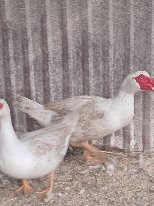 Продам індокачок сім'ї, або роздріб