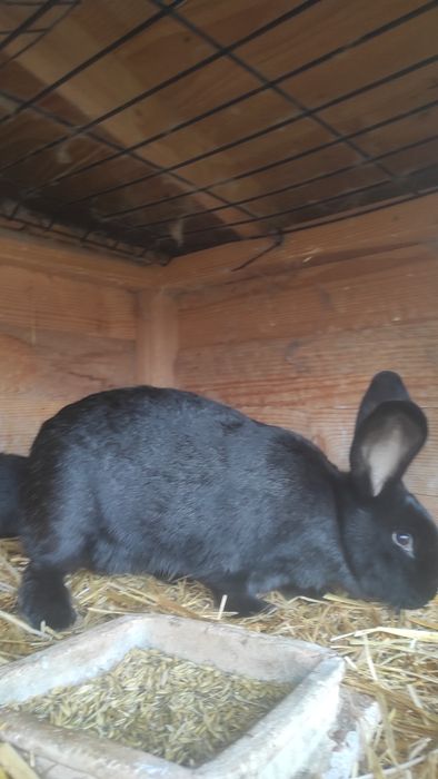 Króliki młode z samicą